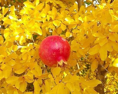 عکس انار پاییزی برای پروفایل