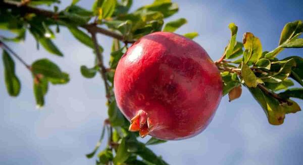 عکس انار پاییزی برای پروفایل