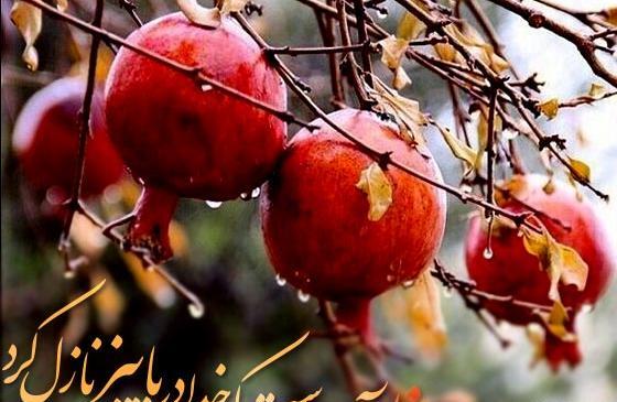 عکس انار پاییزی برای پروفایل