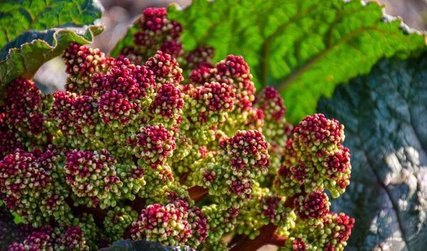 عکس رنگ ریواسی