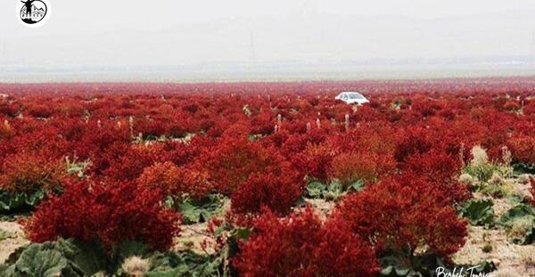عکس رنگ ریواسی