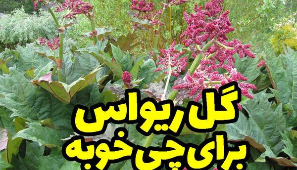 عکس رنگ ریواسی
