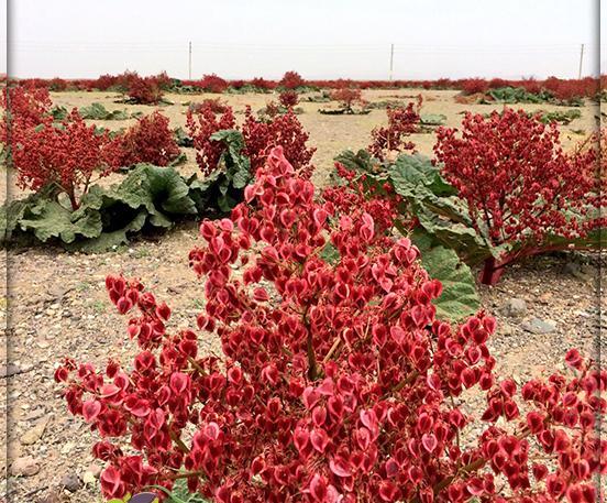 عکس رنگ ریواسی