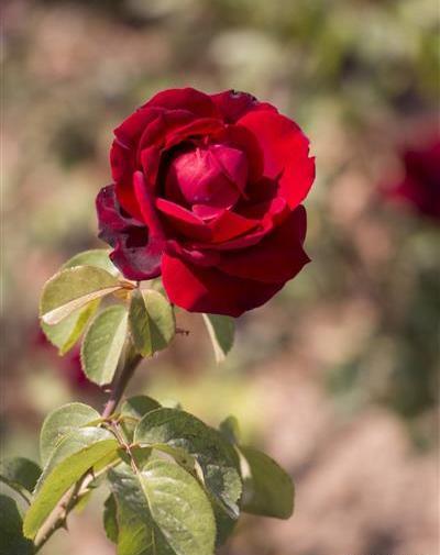 عکس گل رز کنار پنجره