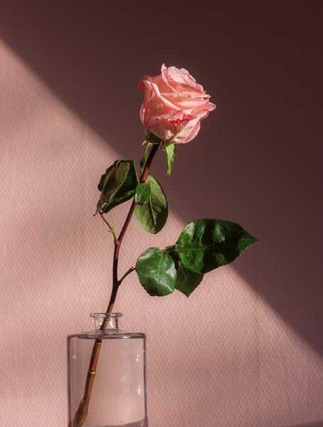 عکس گل رز کنار پنجره