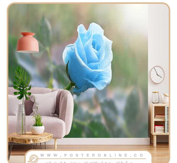 عکس گل رز کنار پنجره