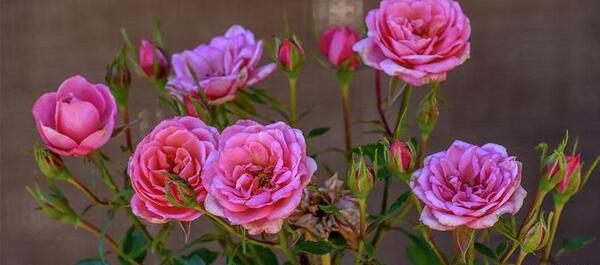 عکس گل رز کنار پنجره