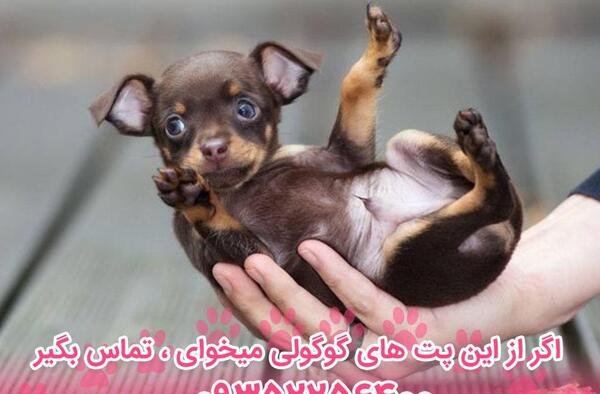 عکس سگ فنجونی خوشگل