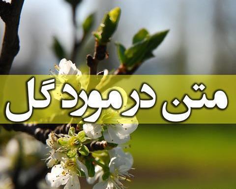 عکس نوشته ی گل مریم