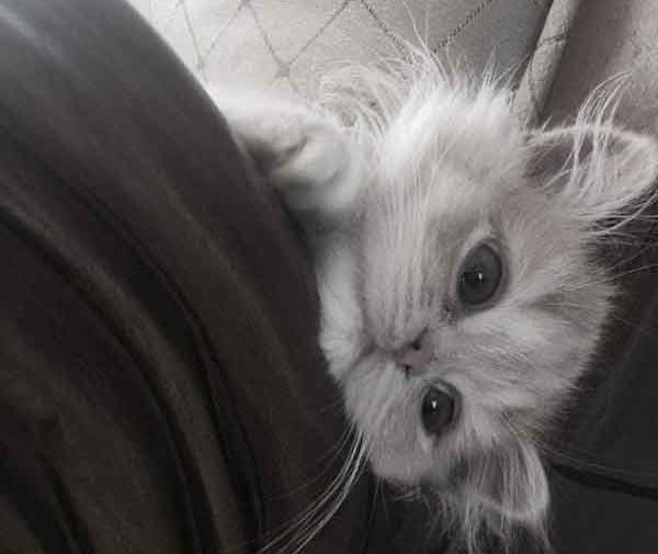 عکس گربه چشم سبز برای پروفایل
