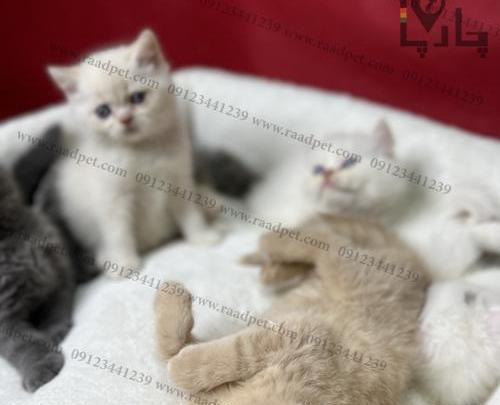 عکس مینی گربه