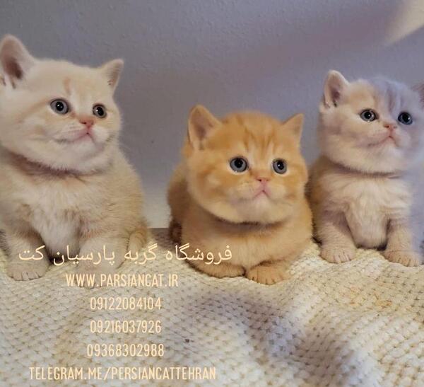 عکس مینی گربه