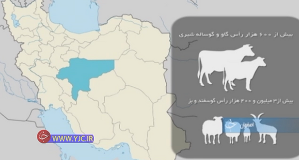 عکس ایران گاو