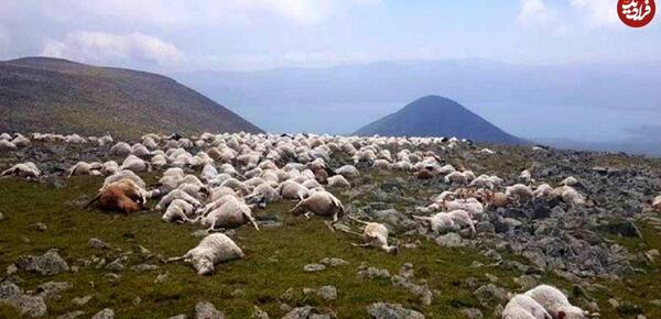 عکس ایران گاو