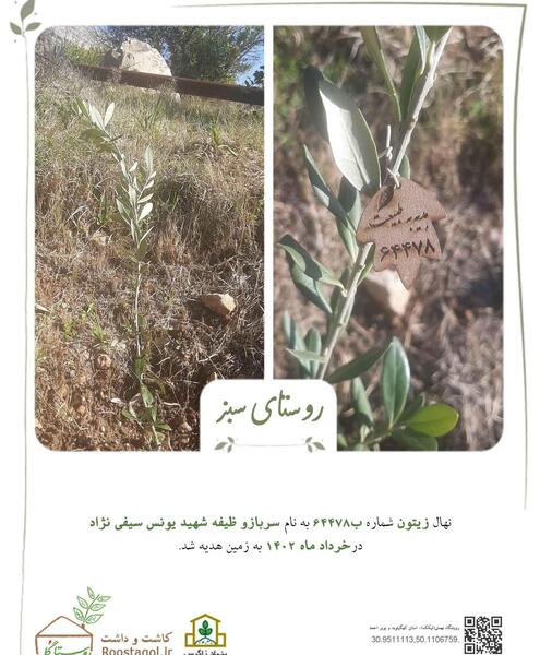 عکس شهید یونس سیفی نژاد