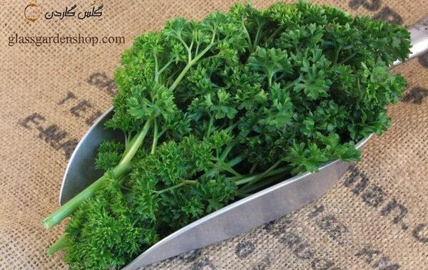 عکس گشنیز جعفری