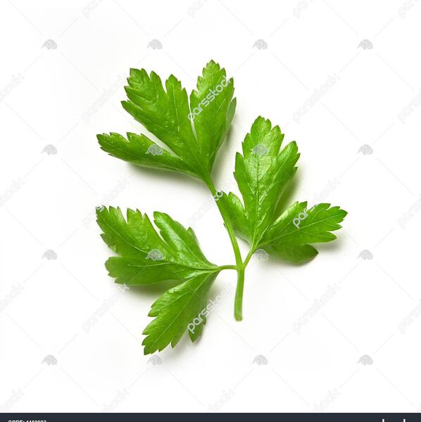 عکس گشنیز جعفری