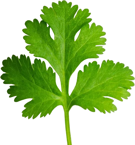 عکس گشنیز جعفری