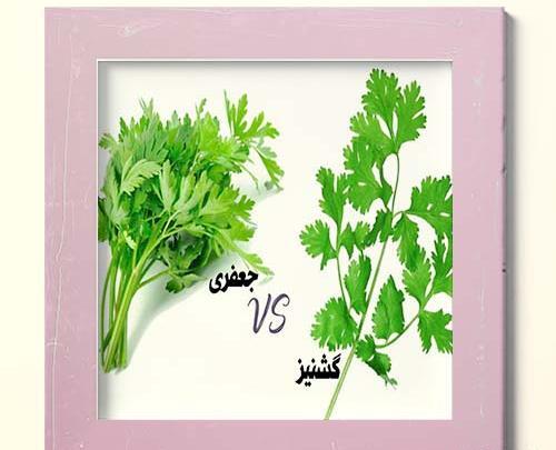 عکس گشنیز جعفری