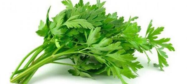 عکس گشنیز جعفری