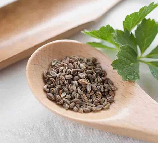 عکس گشنیز جعفری