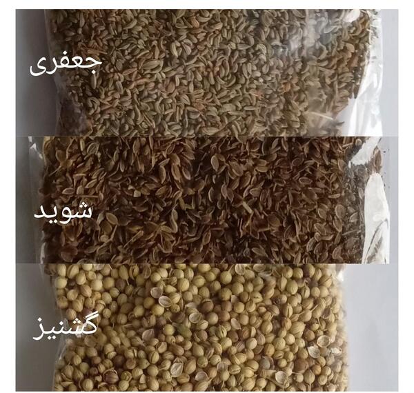 عکس گشنیز جعفری