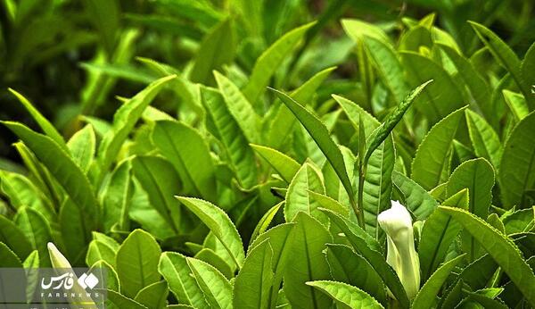 عکس شاهین سبزی