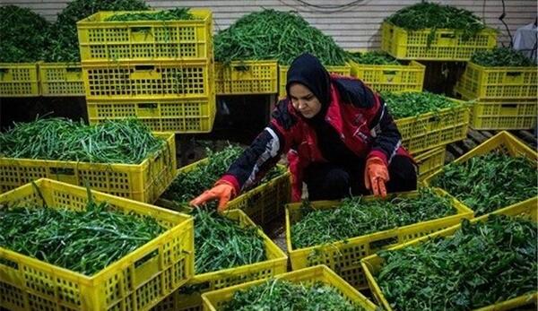عکس شاهین سبزی