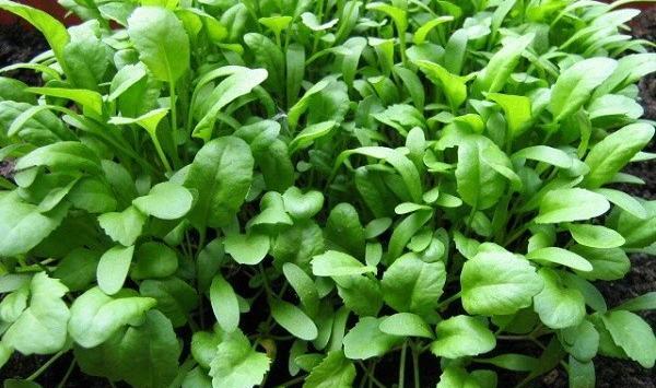 عکس شاهین سبزی