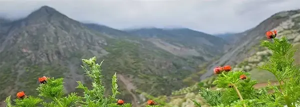 عکس جاهای دیدنی طارم