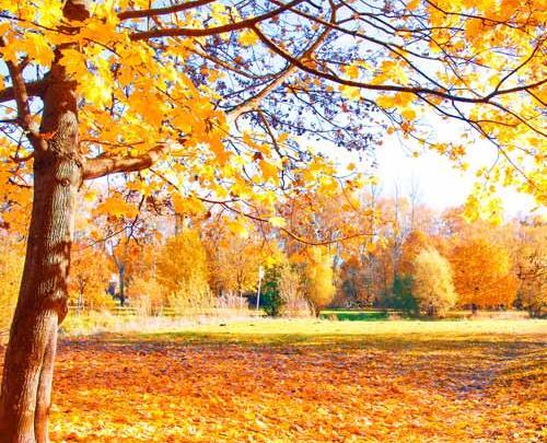 عکس پاییزی از طبیعت