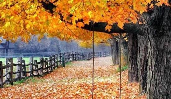 عکس پاییزی از طبیعت