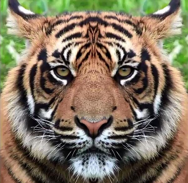 عکس چهره ببر