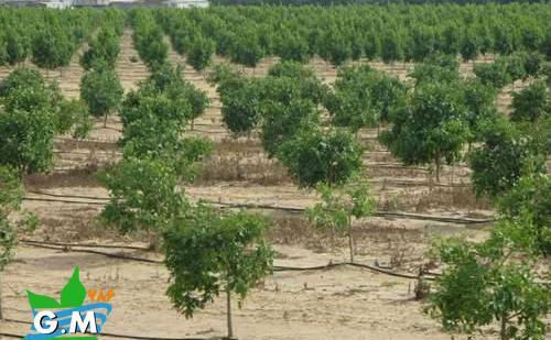 عکس آبیاری قطره ای