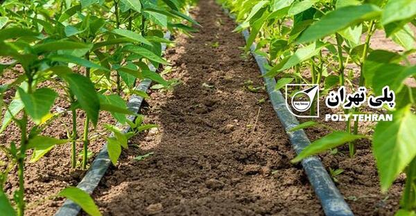 عکس آبیاری قطره ای