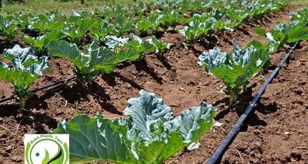 عکس آبیاری قطره ای