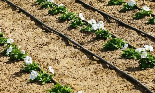 عکس آبیاری قطره ای