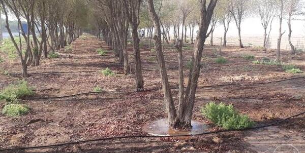 عکس آبیاری قطره ای