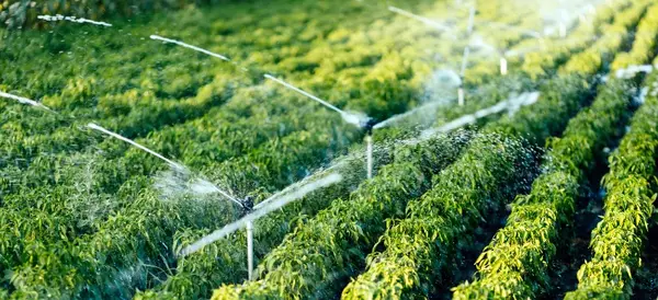 عکس آبیاری قطره ای