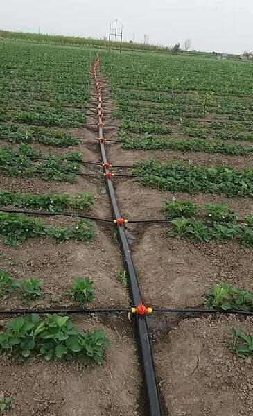 عکس آبیاری قطره ای