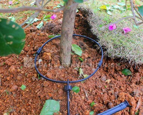 عکس آبیاری قطره ای