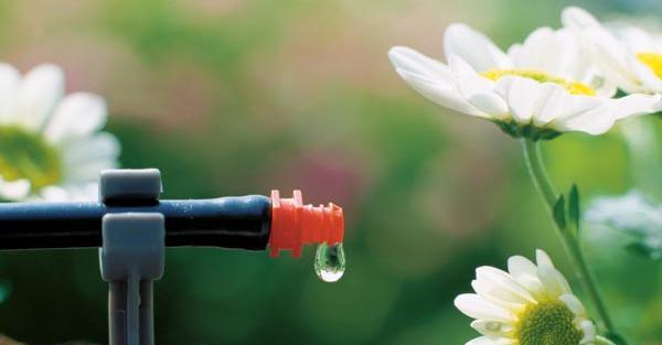 عکس آبیاری قطره ای