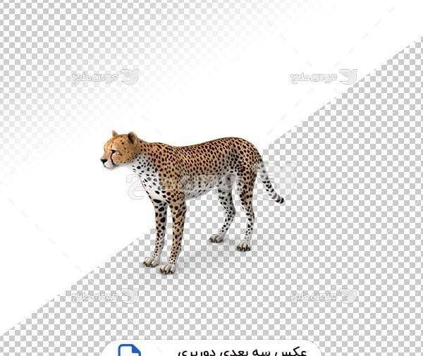 عکس یوز پلنگ سفید ایرانی