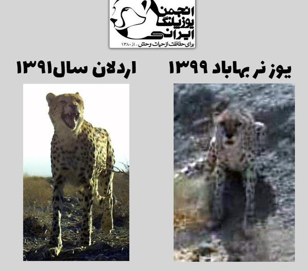 عکس یوز پلنگ سفید ایرانی