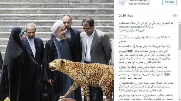 عکس یوز پلنگ سفید ایرانی
