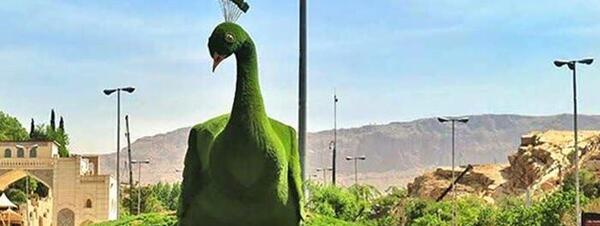 عکس طاووس پرواز