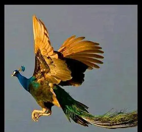 عکس طاووس پرواز