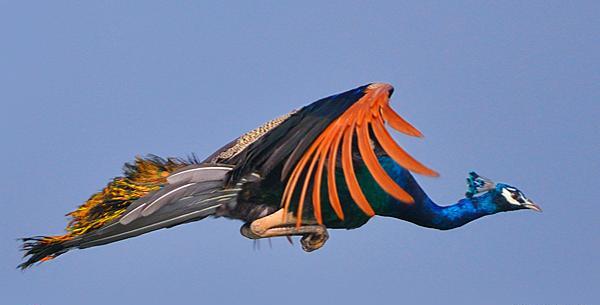 عکس طاووس پرواز