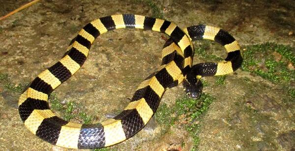 عکس مار چایان