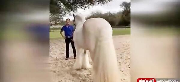 عکس اسب تک شاخ زنده